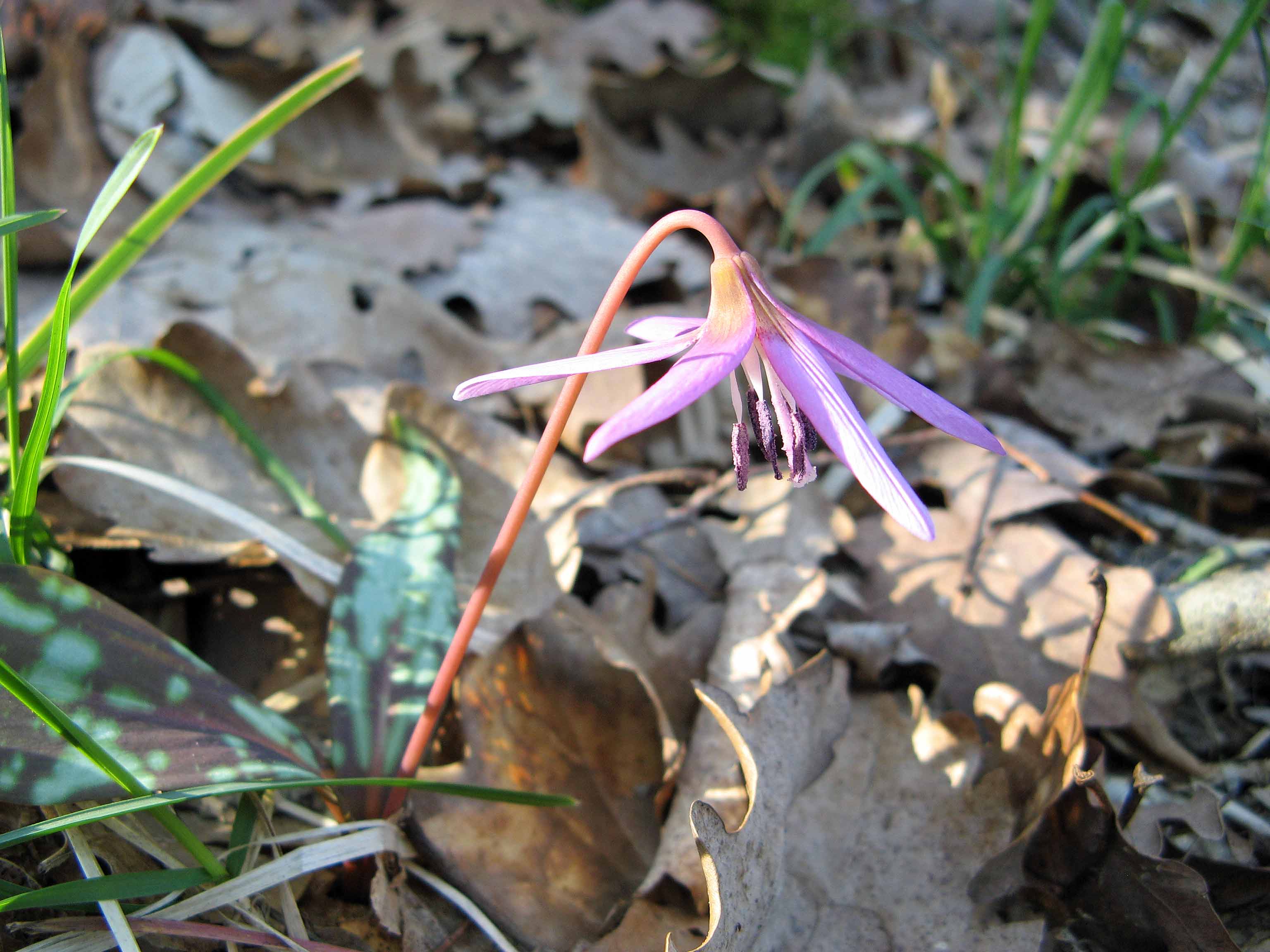 Erythronium dens-canis L.